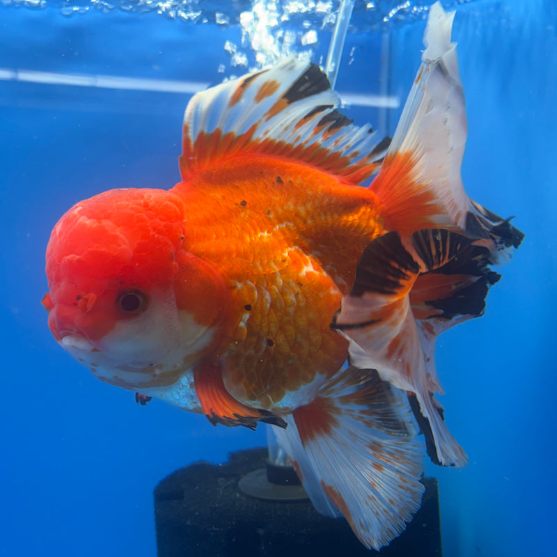Thai Oranda JUMBO Tri-Color Orchid Tail 5” Body Female(QGF-CK-1316)BLUETUB1
