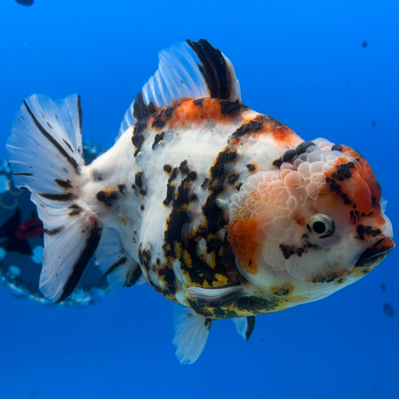 Thai Oranda Tri-Color Calico Tiger 5” Body Female(NKT-CK-1029)SHOWTANK2