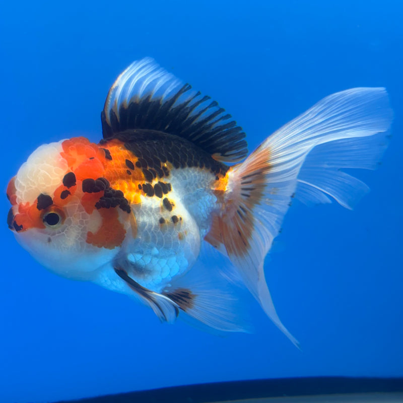 Thai Oranda Tri-Color/Apache 3” Body Female(CK-1376)R1B11