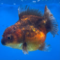 Thai Oranda Calico Yuanbao by SHOGUN 2.8” Body Male(CK-1590)R3B09