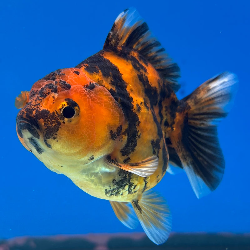 Thai Oranda Calico Tiger Yuanbao by SHOGUN 3” Body Female(CK-1170)R3A06
