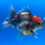 Thai Oranda Calico Yuanbao by SHOGUN 2.5” Body Female(CK-1596)R3B08
