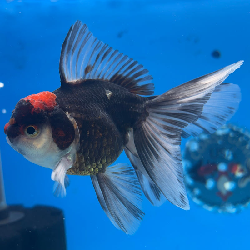 Thai Oranda Tri-Color 3” Body Male(CK-974)R3B10