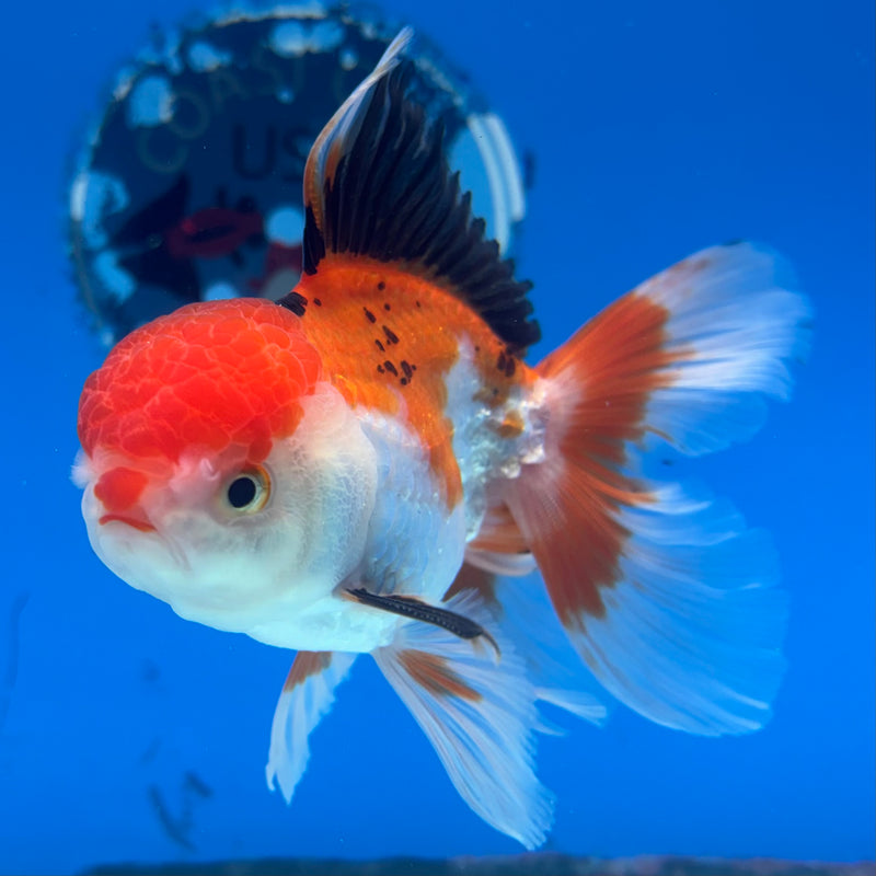 Thai Oranda Apache/Tri-Color 3” Body Male(CK-954)R3B17