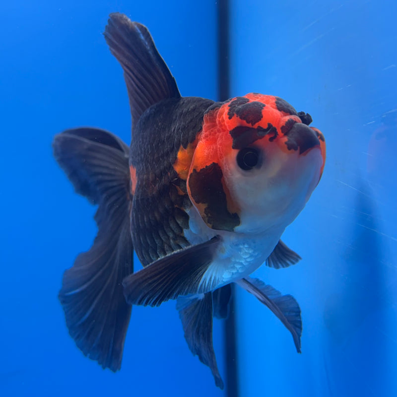 Thai Oranda Apache 3” Body Male(CK-846)R3B19