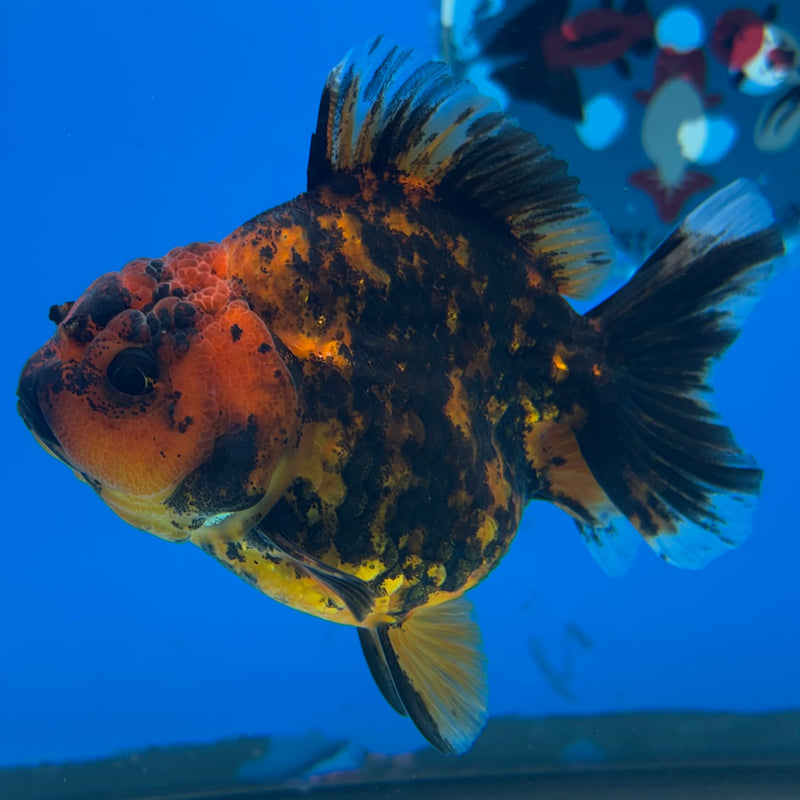 Thai Oranda Calico Tiger Yuanbao by SHOGUN 3” Body Female(CK-1168)R3A06
