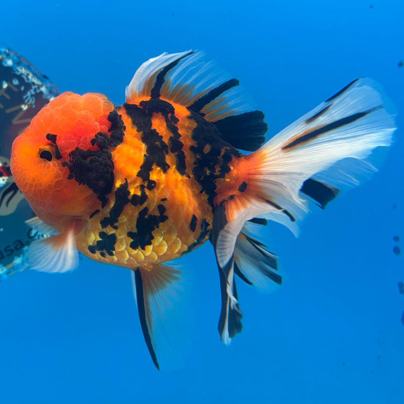 Thai Oranda Tiger Calico 3” Body Female(BIN-CK-1061)SHOWTANK2