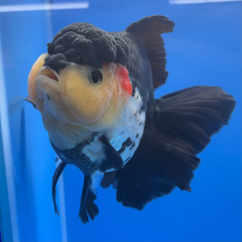 Thai Oranda JUMBO Panda 5” Body Female(QGF-CK-1327)BLUETUB1