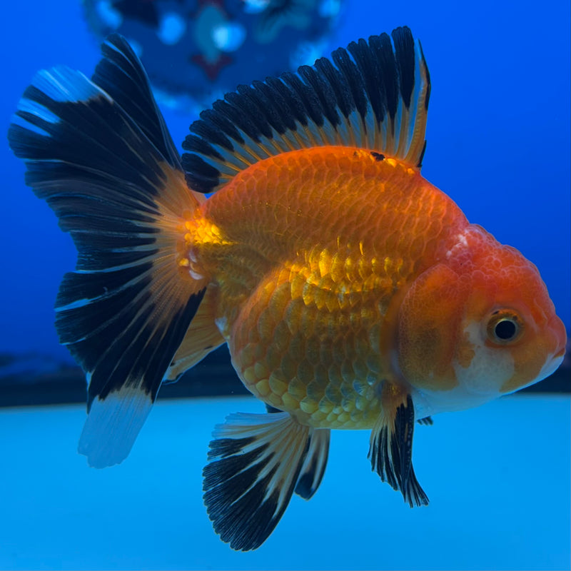 Thai Oranda Apache 2.5” Body Male(CK-855)R3B17