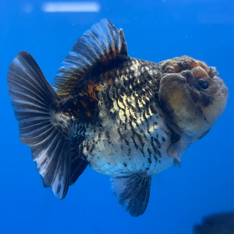 Thai Oranda SHOGUN 2.5” Body Male(CK-797)R1B04