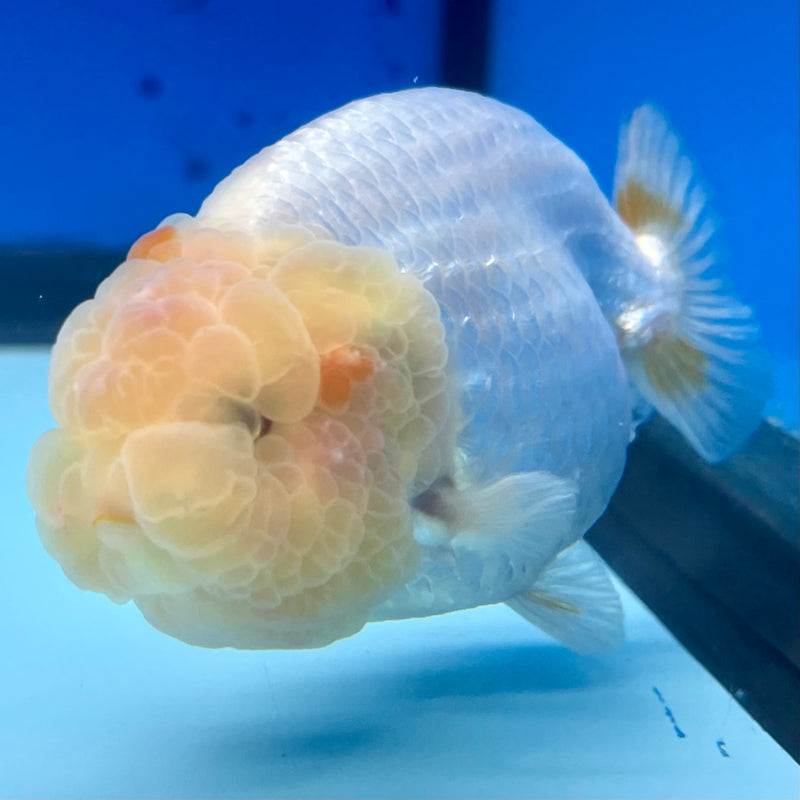 Thai Ranchu Lemon Head Red/White 3.5” Body Male(CK-1133)R1A07
