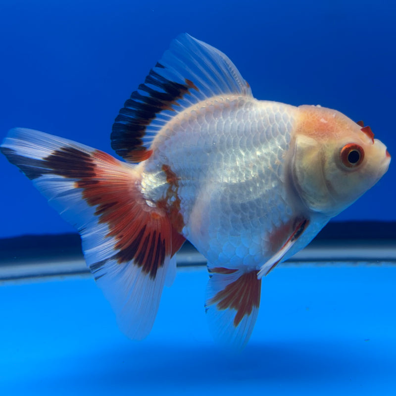 Thai Oranda Lemon Head White Apache RARE 3” Body Male(CK-729)R1B01
