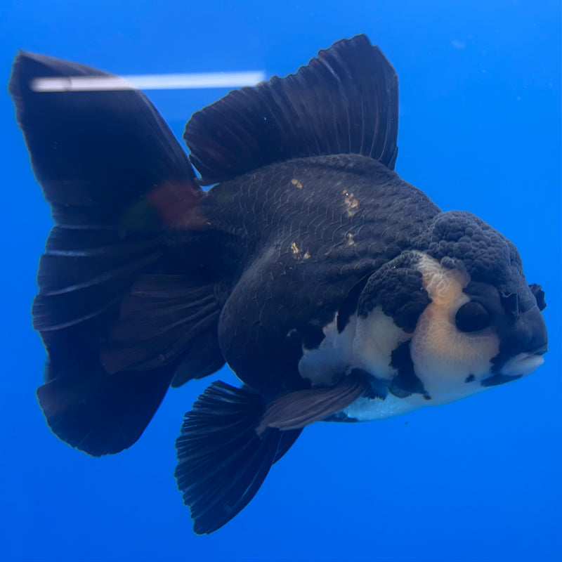 Thai Oranda JUMBO Panda 4” Body Female(QGF-CK-1328)BLUETUB1