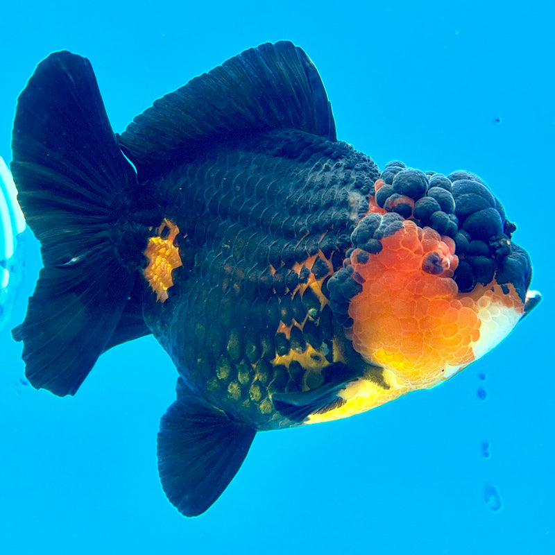 Thai Oranda Apache 3.5” Body Female(QGF-CK-1096)SHOWTANK