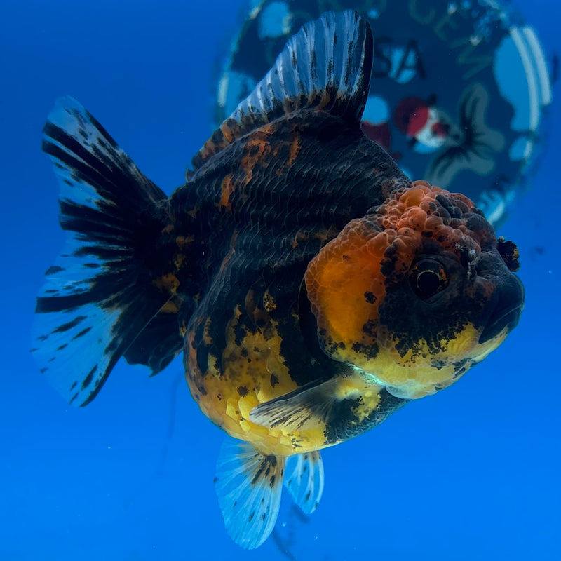 Thai Oranda Calico Yuanbao by SHOGUN 3” Body Female(CK-1201)SHOWTANK