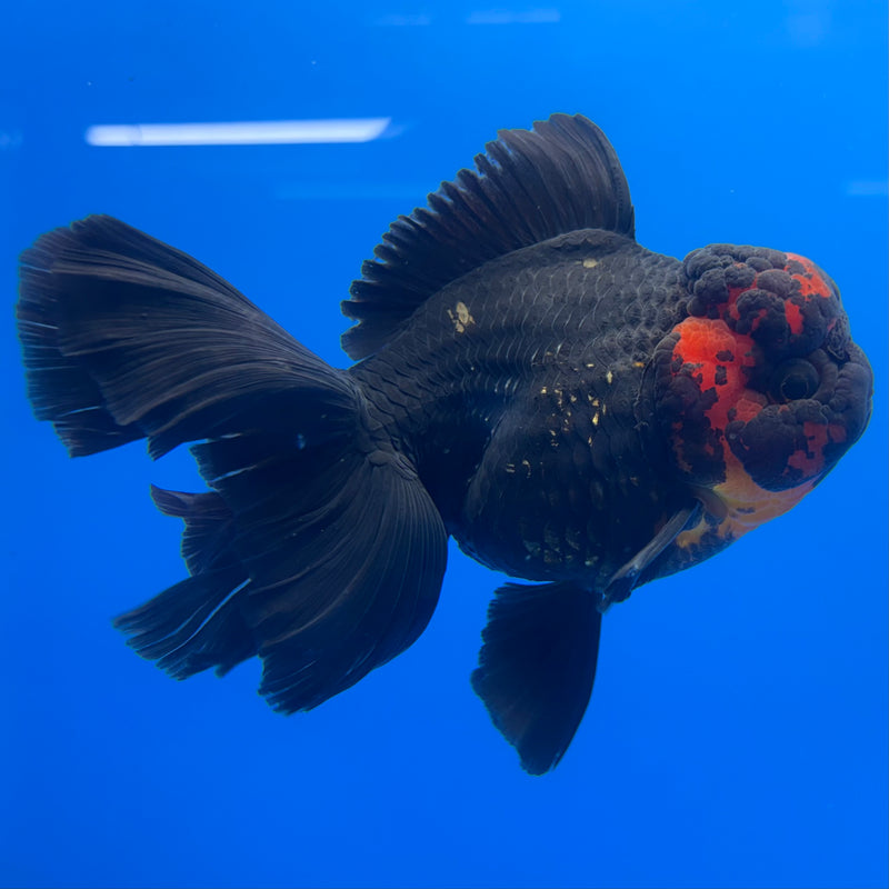 Thai Oranda JUMBO Black Body Red Cap 4” Body Female(QGF-CK-1335)BLUETUB1