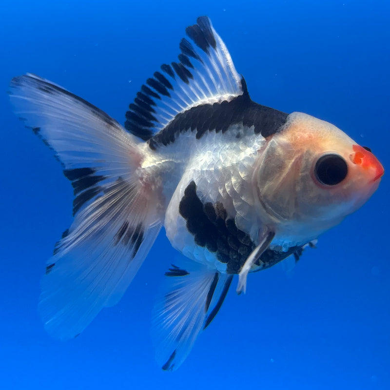 Thai Oranda Panda 2.5” Body Male(CK-1245)R3B09