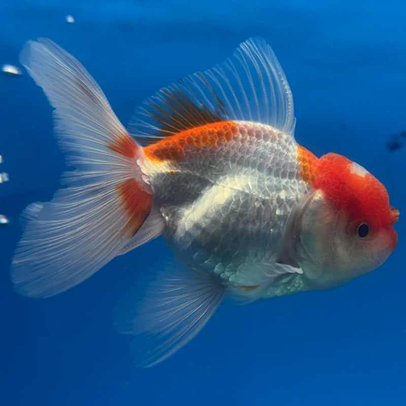 Thai Oranda Red/White 2.5” Body Male(CK-1294)R3B01