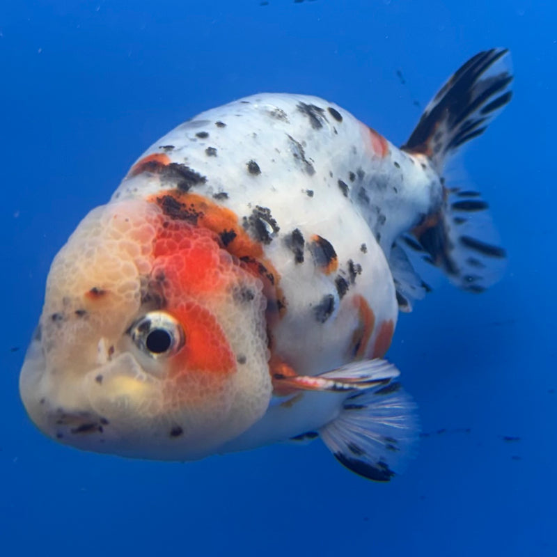 Thai Ranchu Tri-Color Calico 3.5” Body Male(CK-938)R2C03