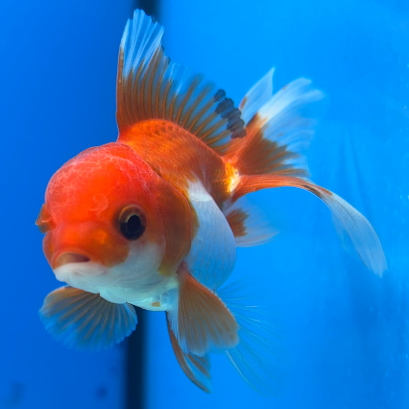 Thai Oranda Button Eye Red/White 2” Body Male(CK-1275)R3B05