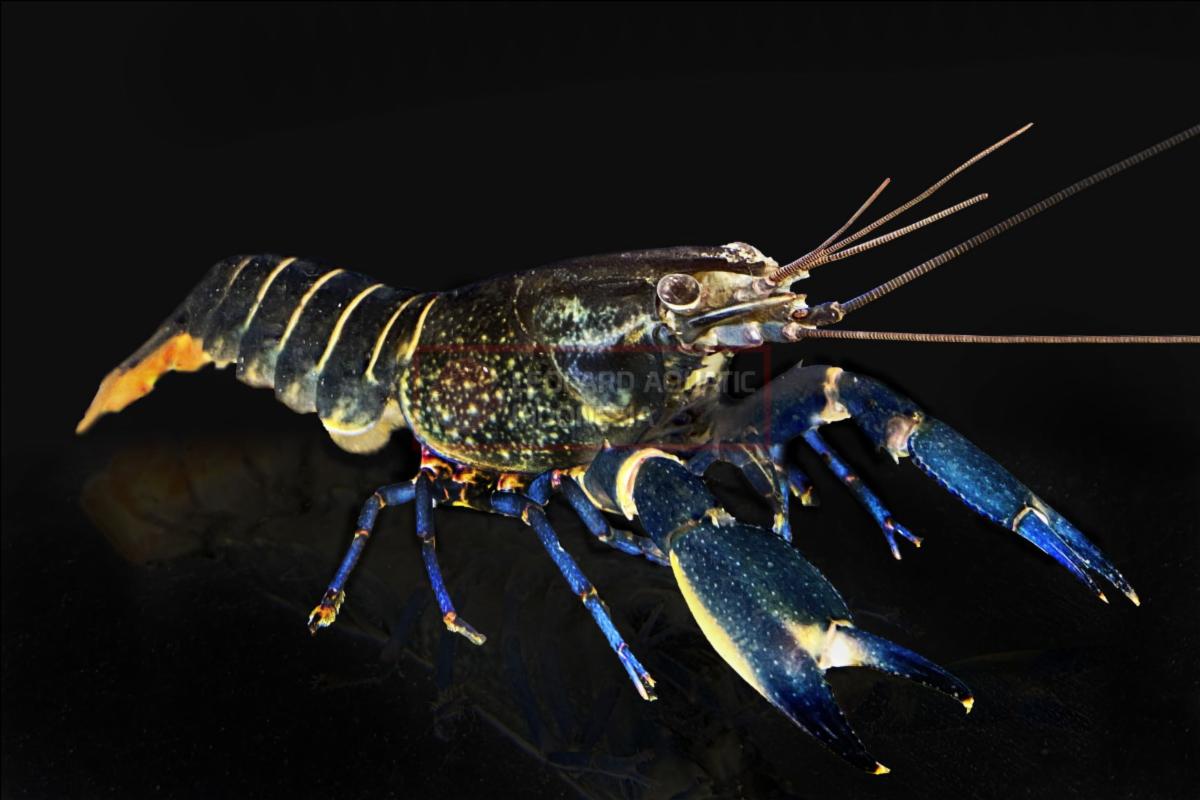 Black Kong Zebra Crayfish (Cherax sp)
