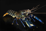 Black Kong Zebra Crayfish (Cherax sp)