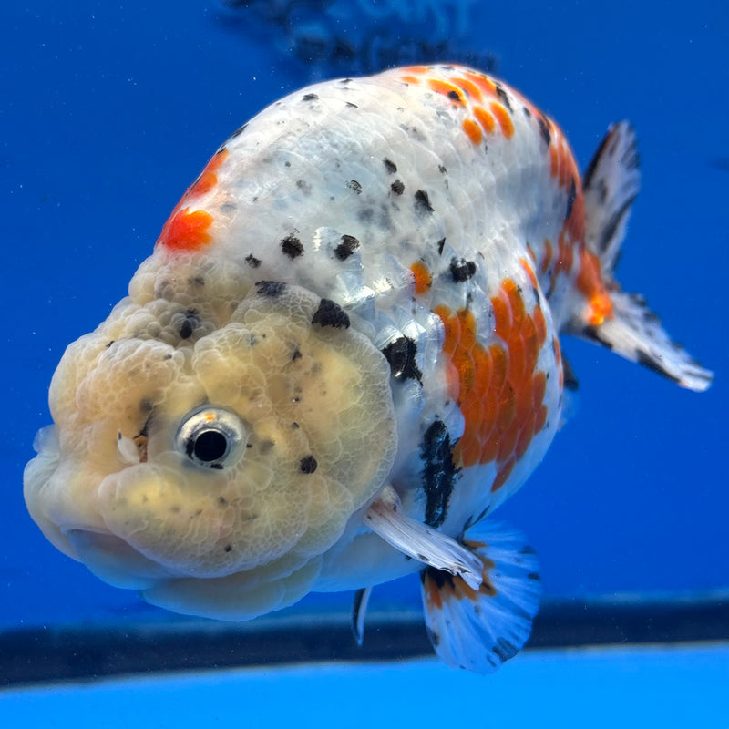 Thai Super Jumbo Calico Ranchu 6” Body Male(CK-CRP-JO1133)