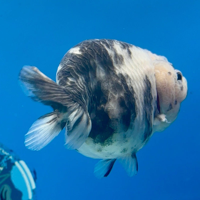 Chinese Ranchu Calico 3.5in Female (FEB-276)R1A2