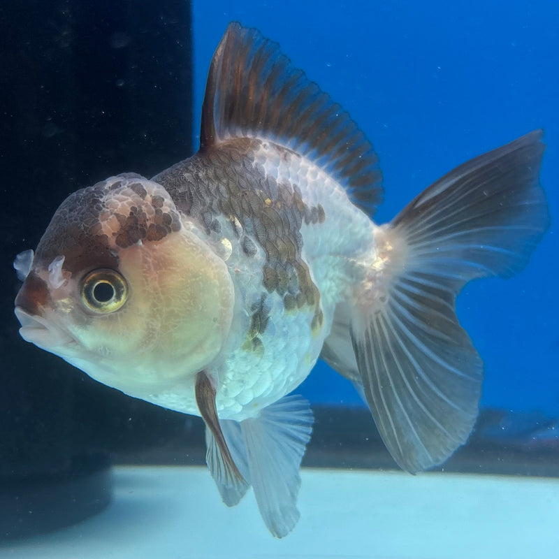 Thai Oranda Panda 3” Body Male(CK-1395)SHOWTANK2