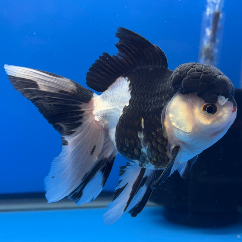 Thai Oranda JUMBO Panda 4” Body Male(CK-1372)R1B12