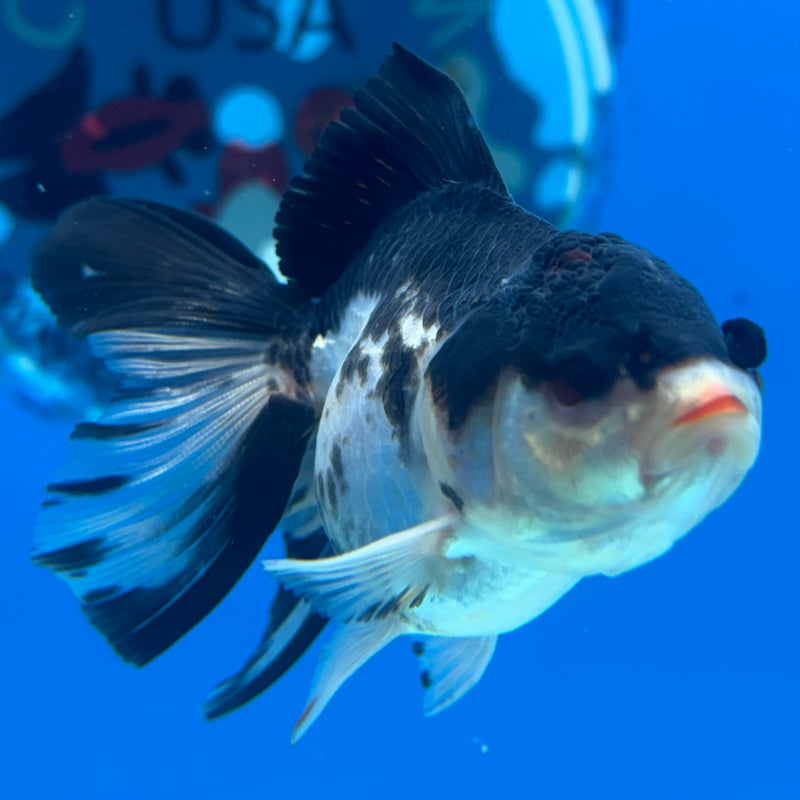Thai Oranda Panda 2” Body Female(CK-1022)R3B12