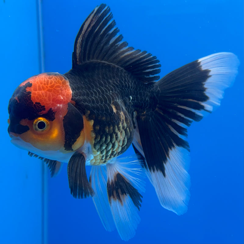 Thai Oranda Apache 3” Body Male(CK-683)R1A09