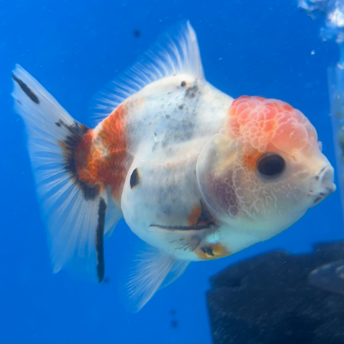 Thai Oranda Calico Yuanbao by SHOGUN 2.8” Body Male(CK-1591)R3B09