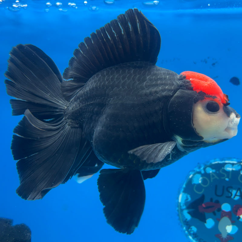 Thai Oranda Tri-Color 4” Body Male(CK-1206)SHOWTANK