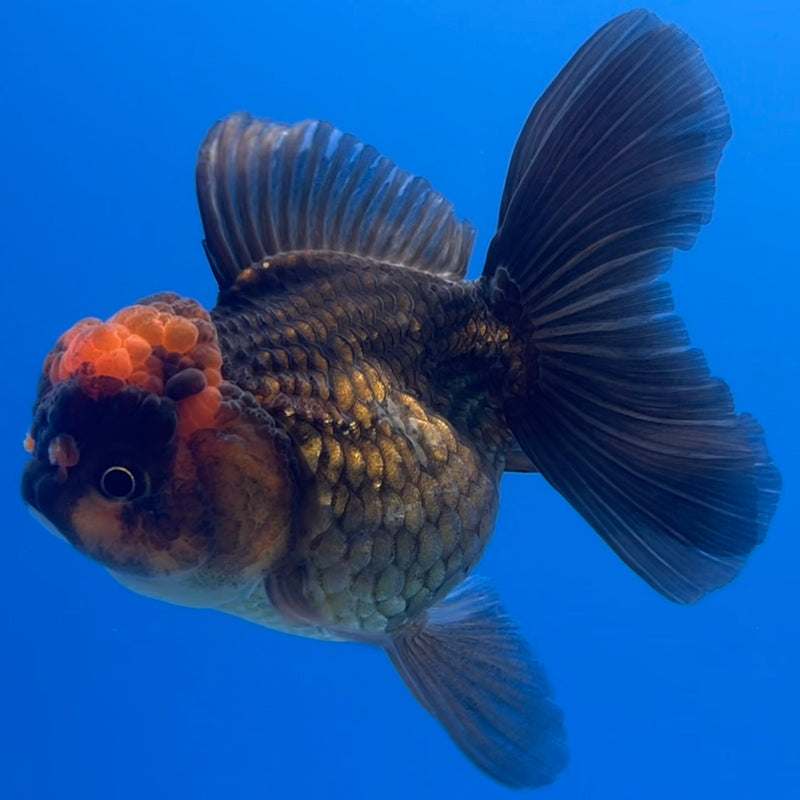 Thai Oranda Black Body Red Cap 3” Body Female(CK-659)R1B11