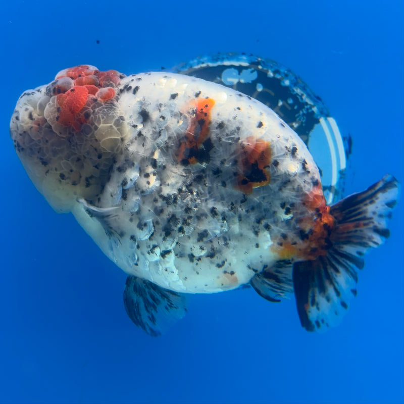 Thai Ranchu JUMBO Calico 4.5” Body Male(BIN-CK-1052)SHOWTANK2