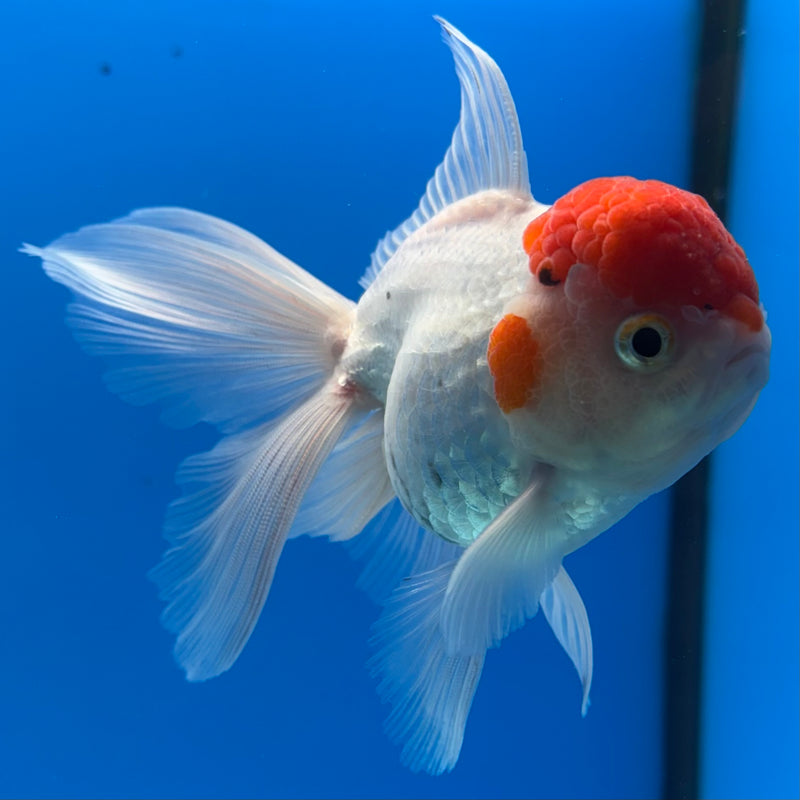 Thai Oranda White Body Red Cap 3” Body Male(CK-989)R3B07