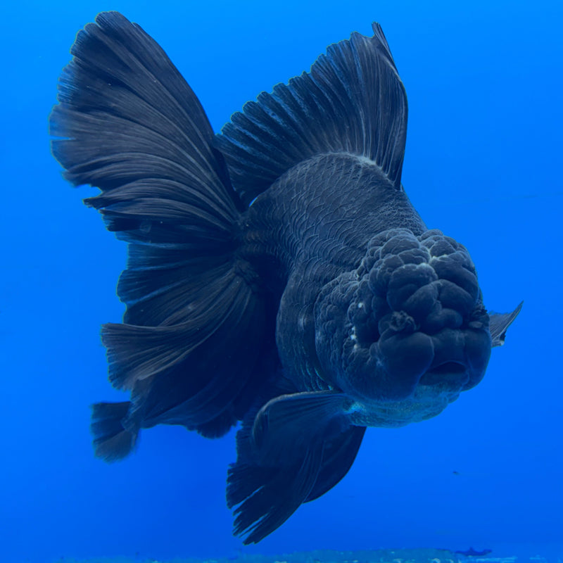 Thai Oranda Full Black 3.5” Body Male(CK-620)R1B02