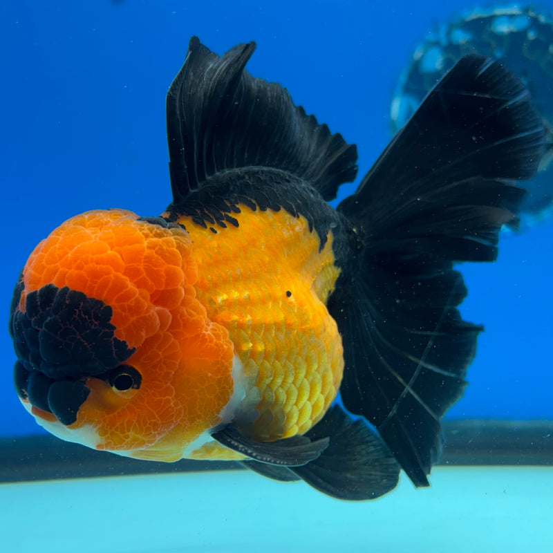 Thai Oranda Apache 3.5" Male(CK-1533)R2A06