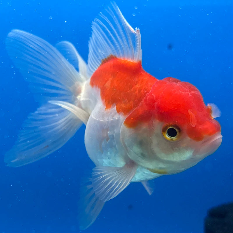 Thai Oranda Red/White 2.5" Female(CK-1549)R3A16