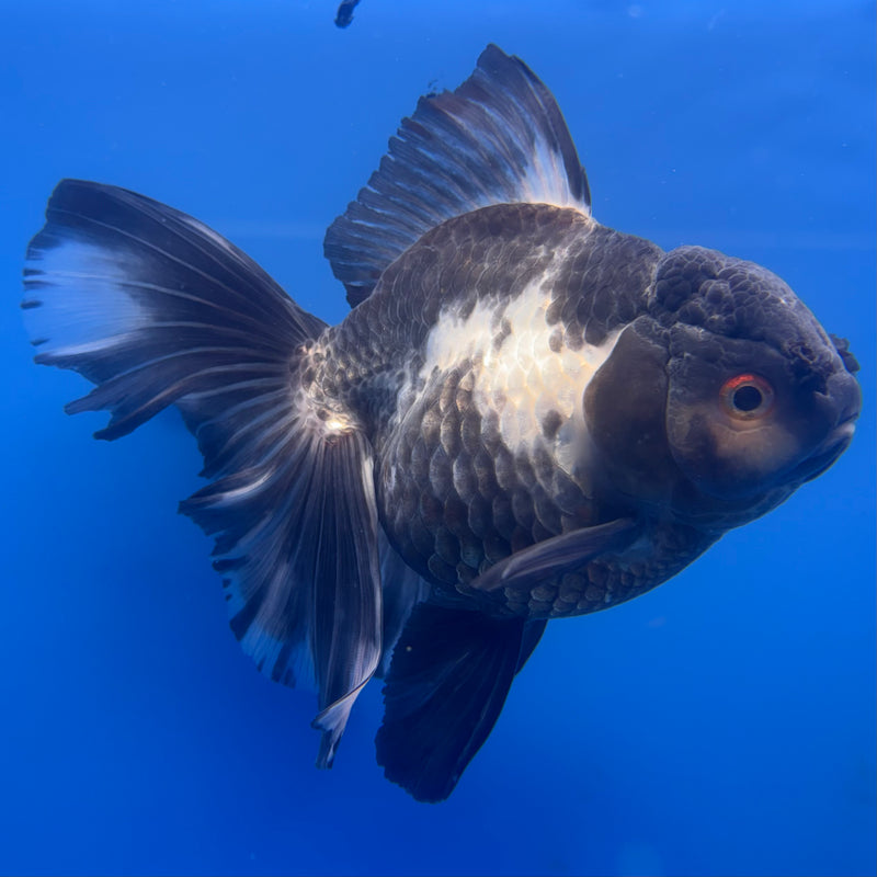 Thai Oranda Panda Butterfly Tail 3.5” Body Female(CK-788)SHOWTANK