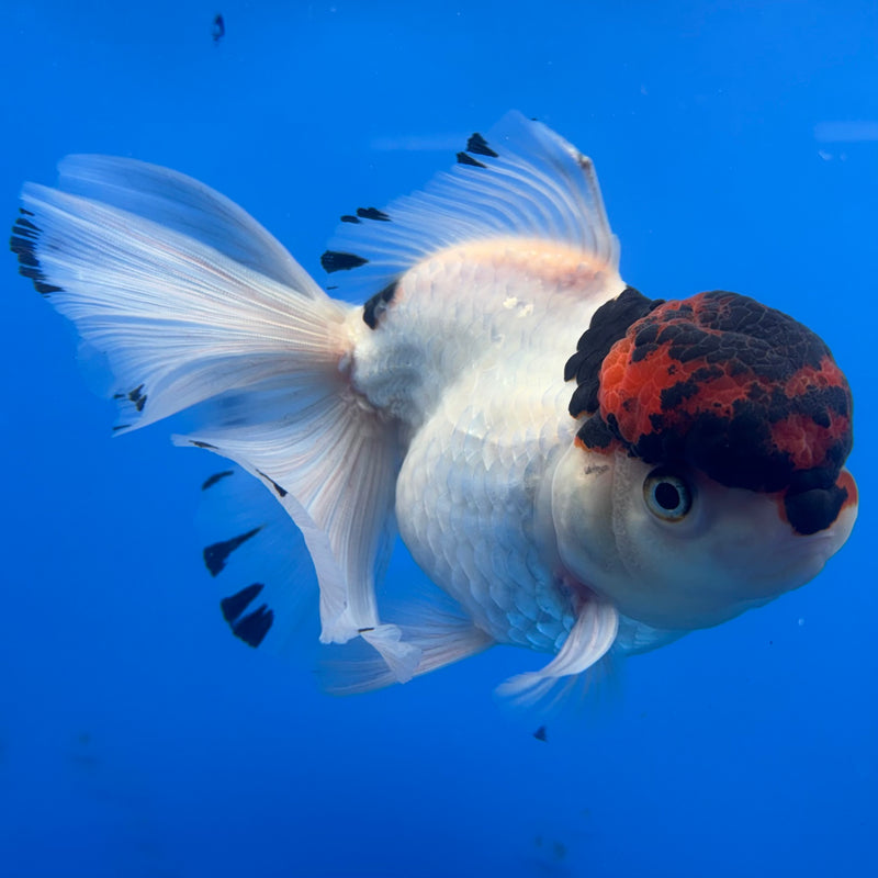 Thai Oranda Tri-Color 4” Body Female(CK-811)R1A01