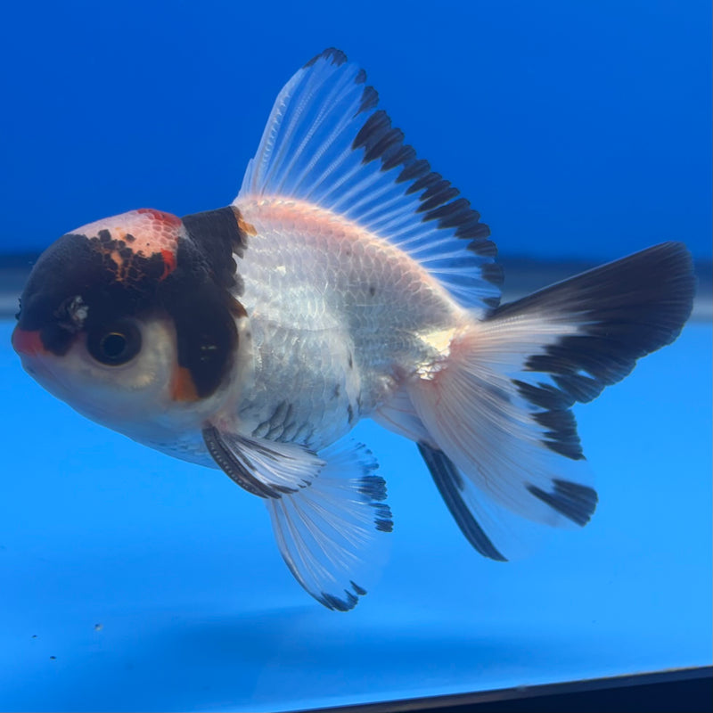 Thai Oranda Tri-Color 2.5” Body Female(CK-1266)R3B06