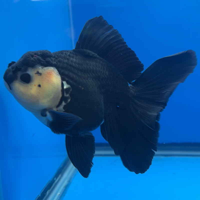 Thai Oranda JUMBO Panda 4” Body Female(QGF-CK-1328)BLUETUB1