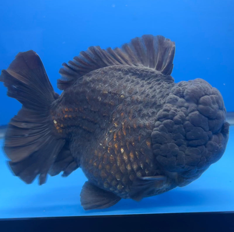 Thai Oranda JUMBO Full Black 5.5” Body Male(NKT-CK-641)BLUETUB2