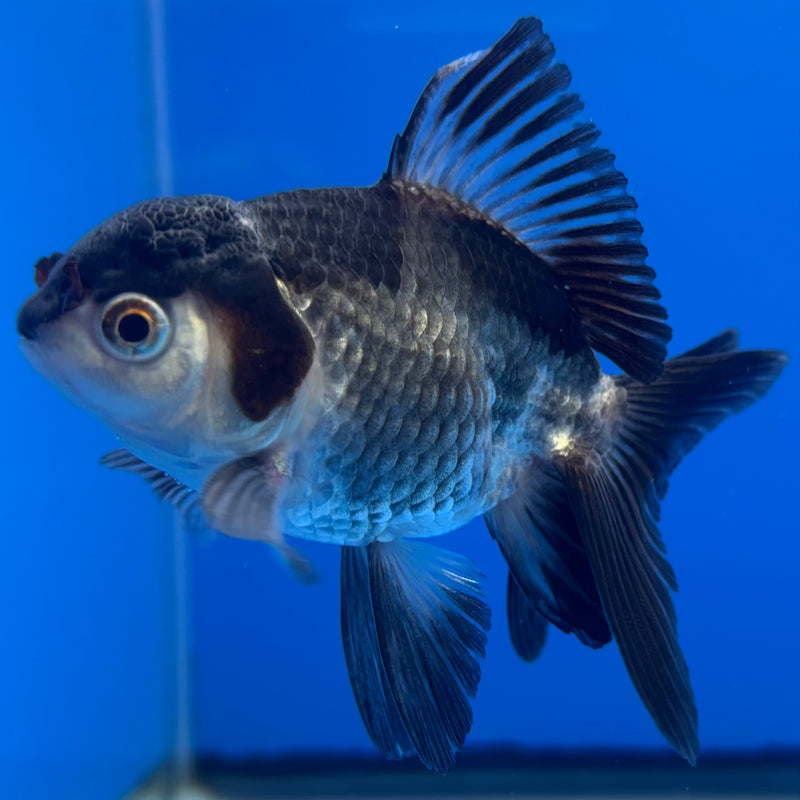 Thai Oranda Panda 2.5” Body Male(CK-1301)R3B16