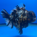 Thai Oranda Tri-Color Tiger 4" Female(NKT-CK-1577)BLUETUB-B
