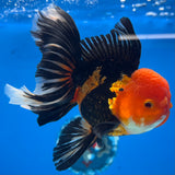 Thai Oranda Apache 3.5” Male(CK-1623)R2A07
