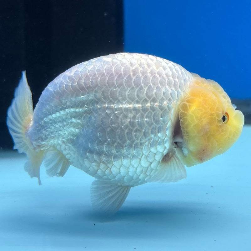 Thai Ranchu Lemon Head White 3” Body Male(CK-995)R3B03
