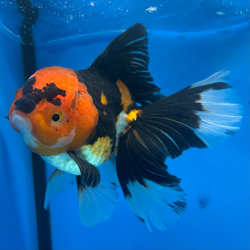 Thai Oranda Apache 3.5” Body Male(CK-1505)R2A03